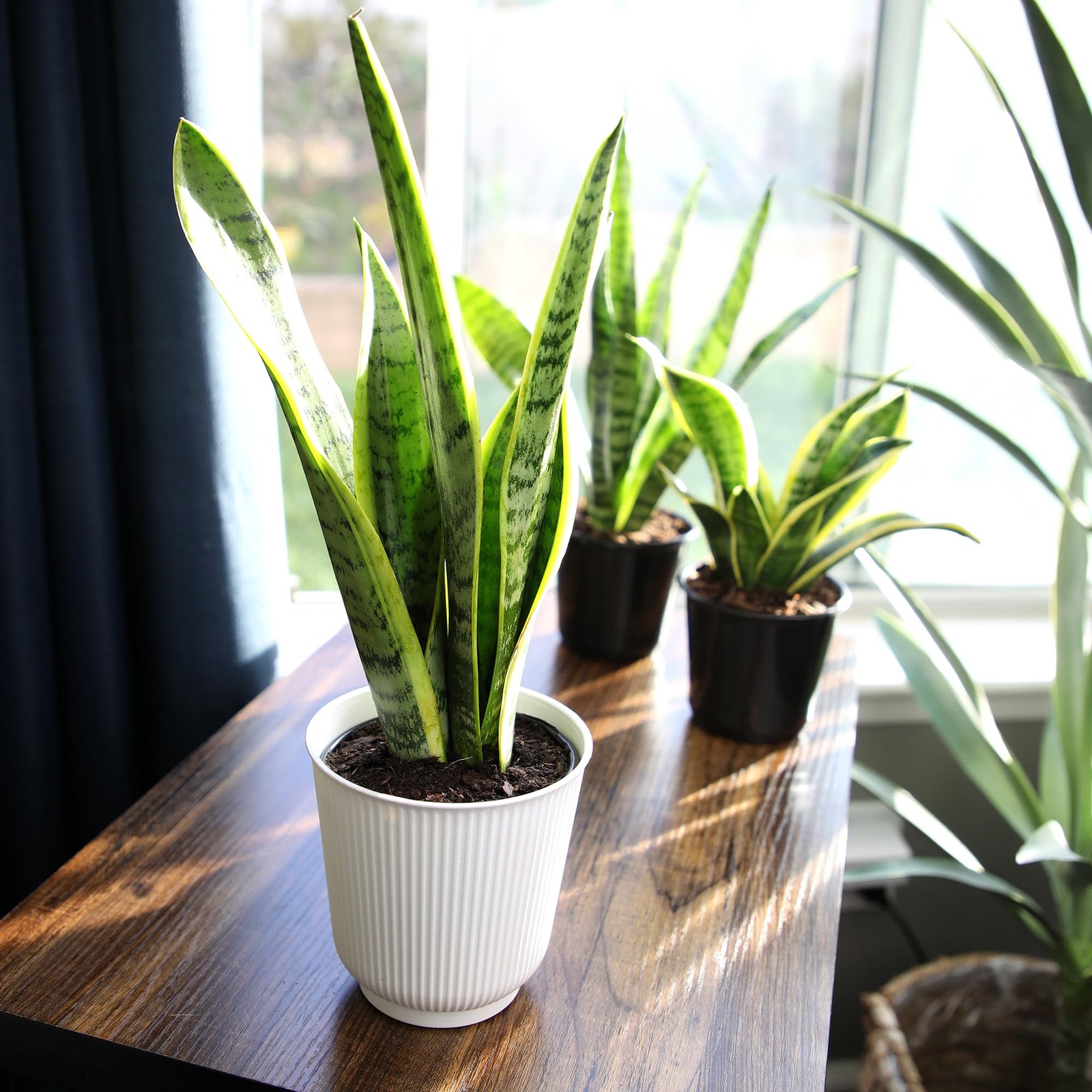 Live Snake Plant Fully Rooted MotherinLaw’s Tongue Potted Indoor Plant