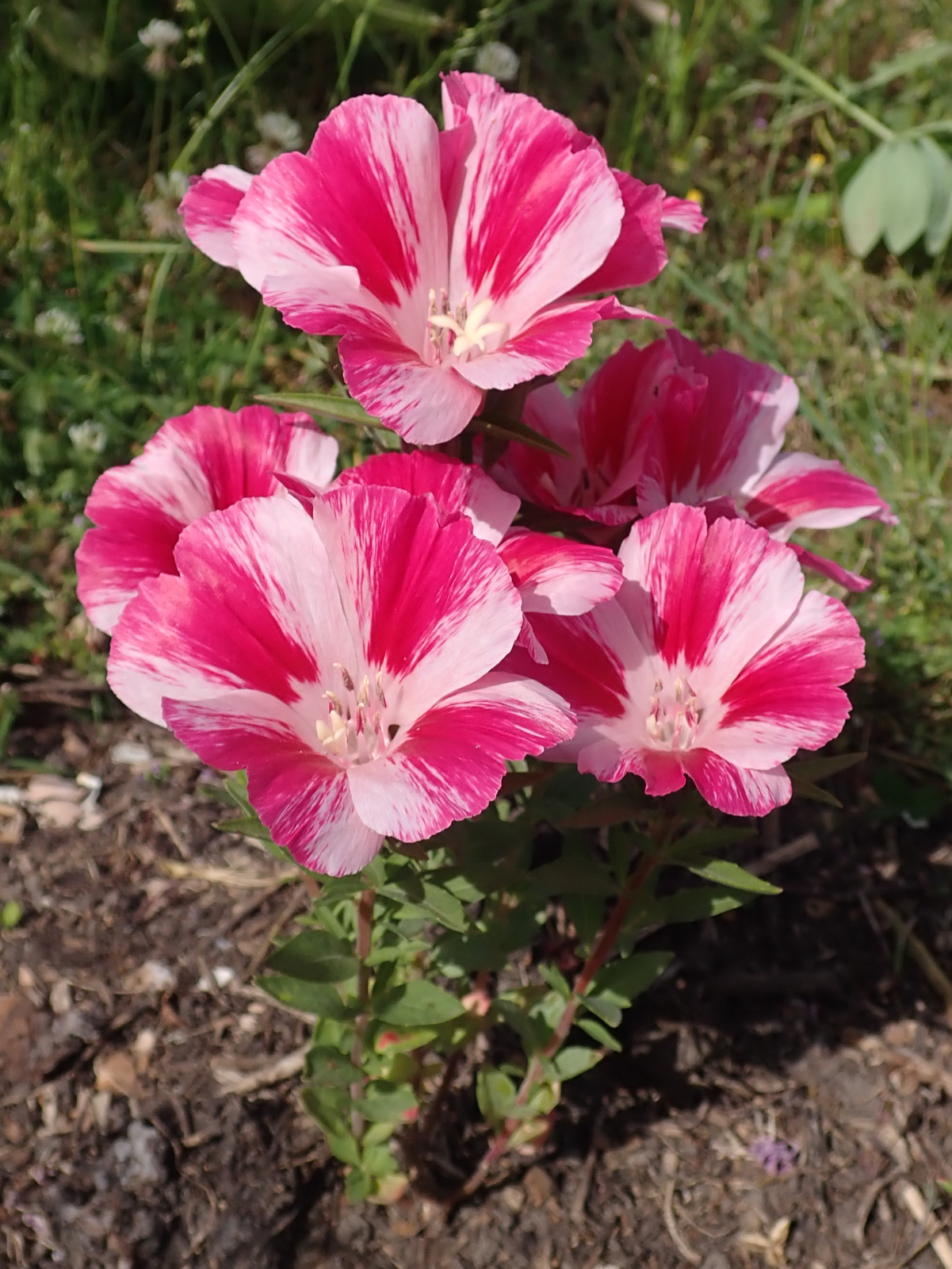 2,000 CLARKIA AMOENA Seeds (Dward Farewell to Spring) | Free shipping