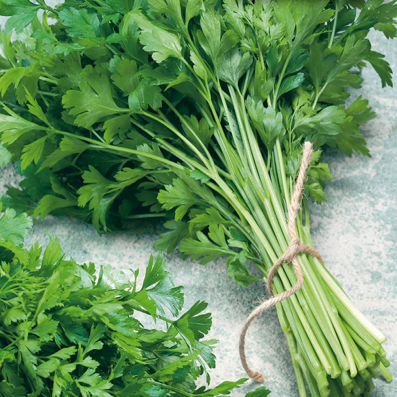 500+ PLAIN SINGLE PARSLEY SEEDS (Petroselinum crispum)