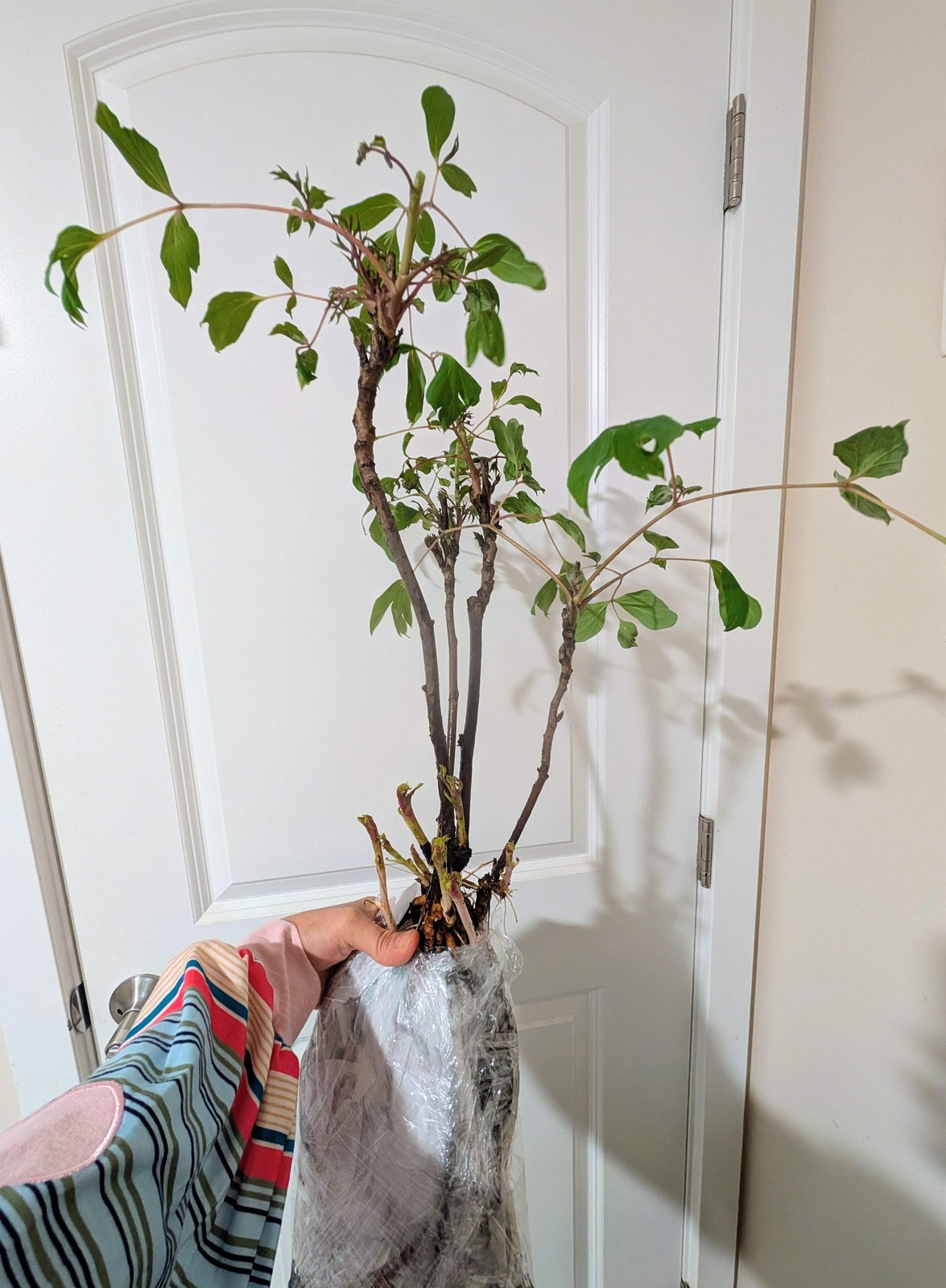 “Li xiang” large flower tree peony