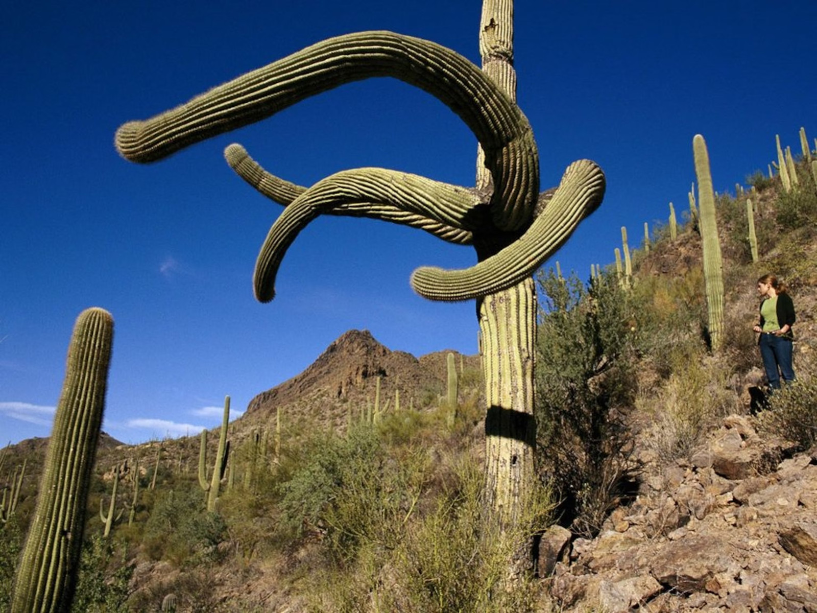 10 SAGUARO GIANT CACTUS SEEDS (Carnegiea gigantea) “Tree like Cacti” Hardy-8