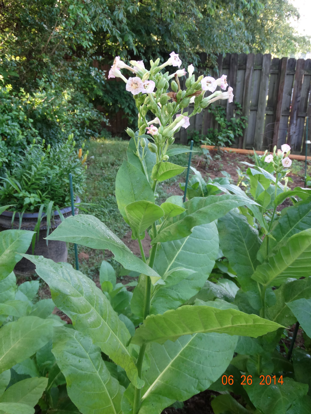 LOUISIANA PERIQUE TOBACCO 500+ SEEDS FRESH 2022 CROP 0.05+Gram Instructions Incl