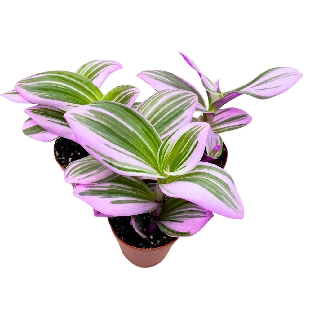 Tradescantia Nanouk 2 inch Set of 3 Fantasy Venice Wandering Dude Albiflora Spid