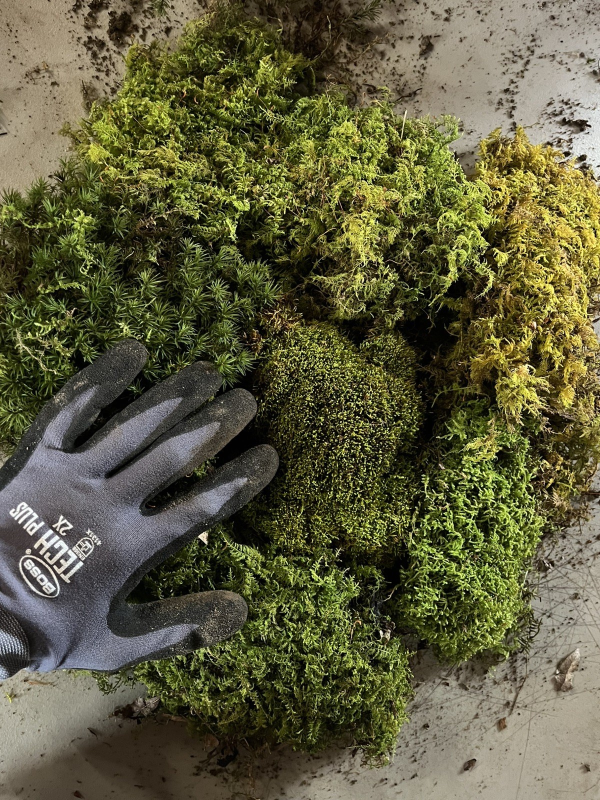 Live Sheet Moss Assortment 80oz – Terrarium, Vivarium, Fairy Gardens, Bonsai.