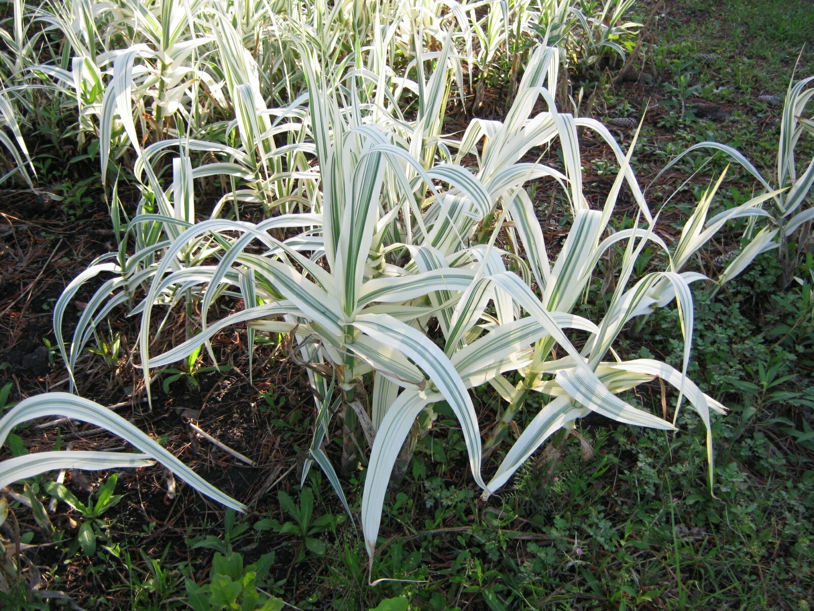 Arundo Donax live plants