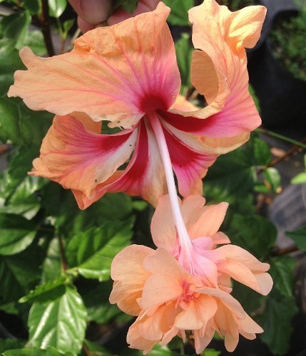 PEACH ORANGE Lions Tail Tropical Hibiscus Plant Rare Unusual Pom Pom Flower