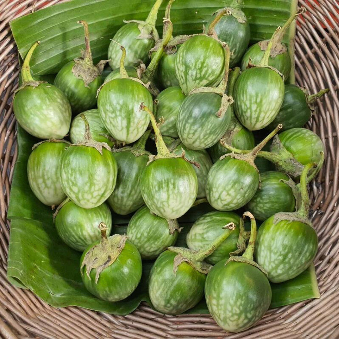 Fresh Thai Eggplant Seeds | Ngai Gwa | Heirloom Non-GMO | Asian Vegetable Seeds