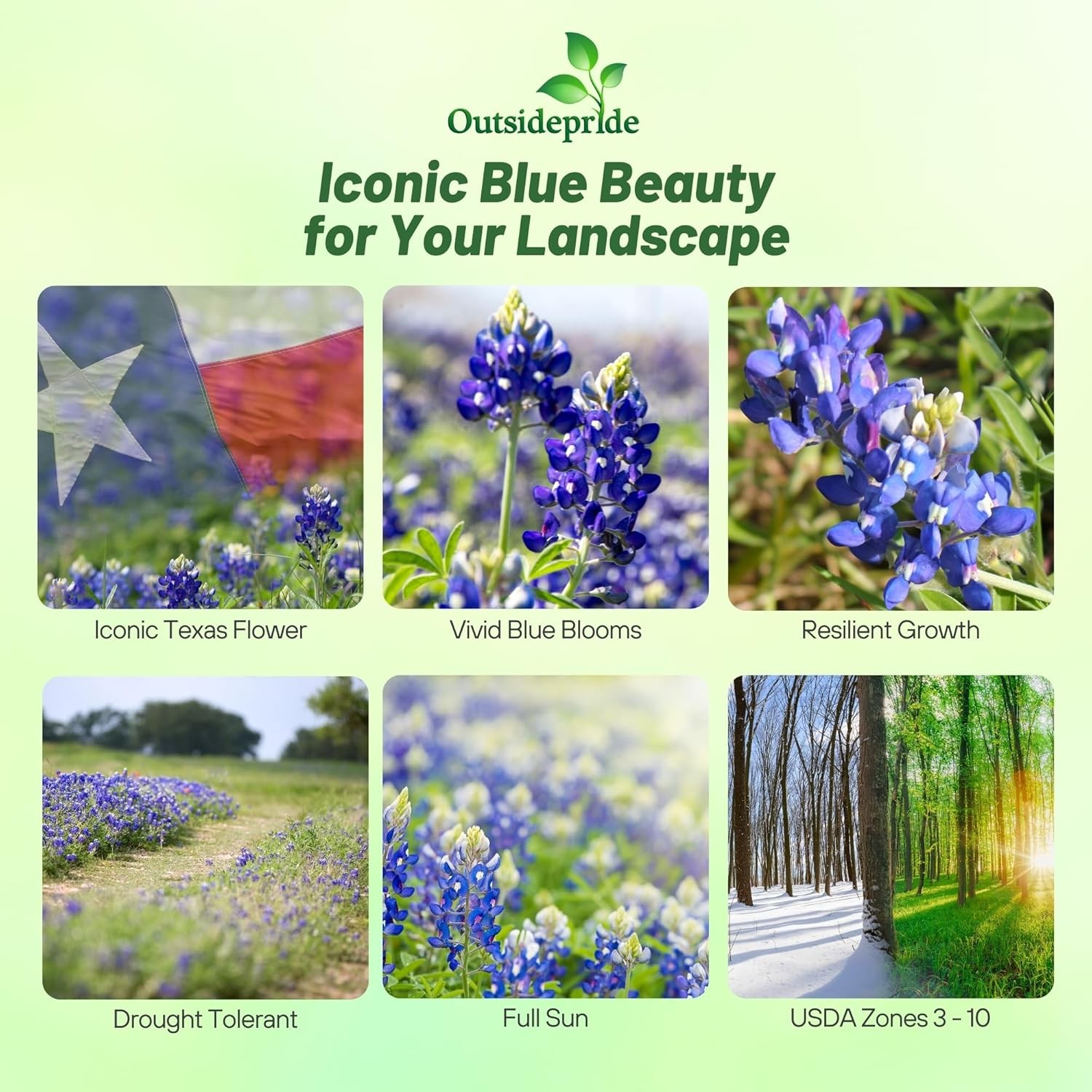 1 LB Texas Bluebonnet Seeds For Planting | Wildflower Seed For Planting Outdoors