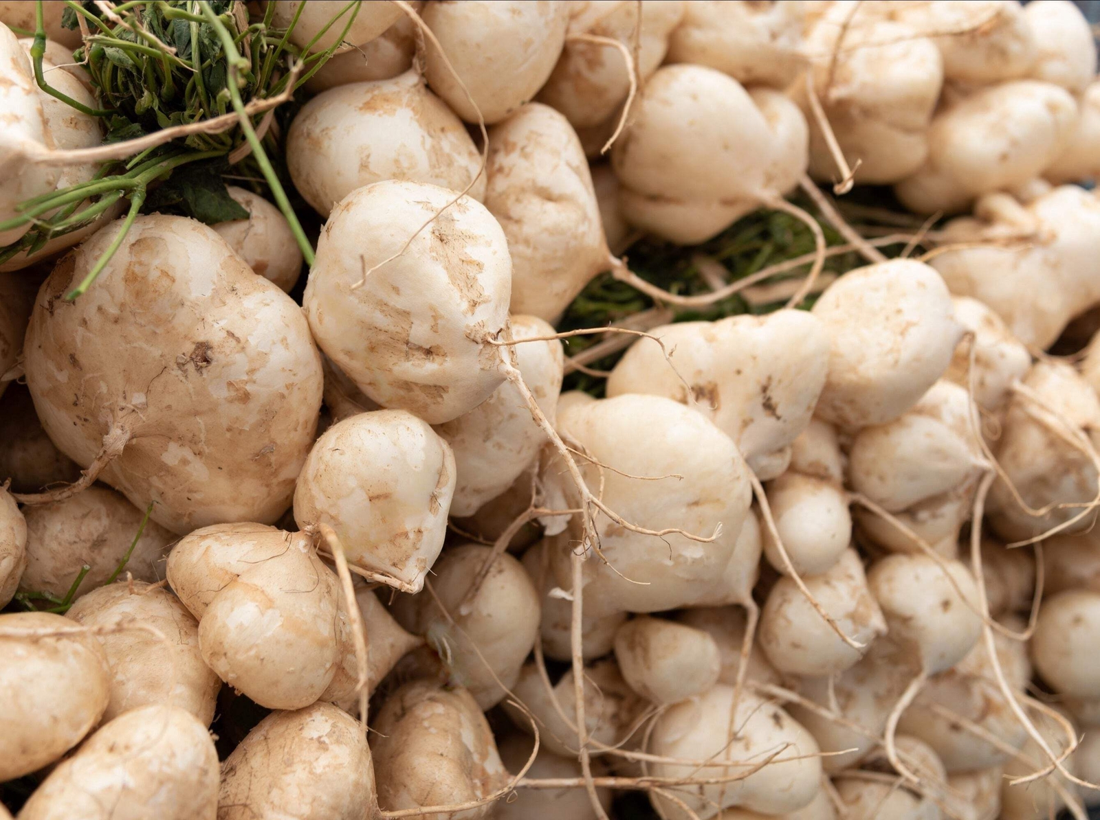 20 JICAMA Mexican Yam Potato Bean Pachyrhizus Erosus Legume Root Vegetable Seeds