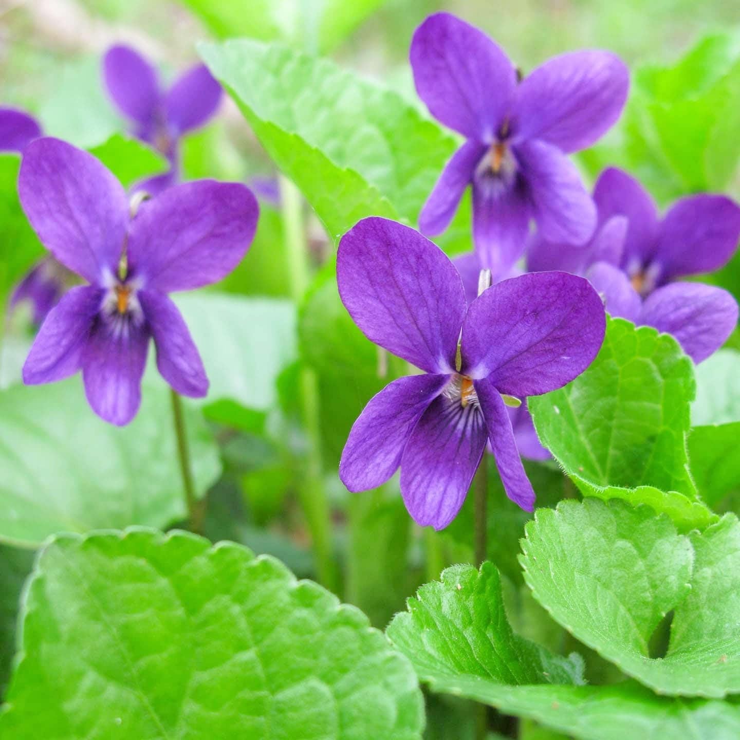 300+ Perennial Sweet Violet Flower Seeds for Planting Outdoors Non-GMO Mixed