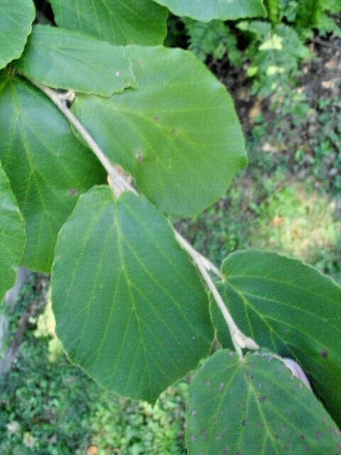 10 GEORGES WITCH HAZEL SEEDS – Hamamelis × intermedia
