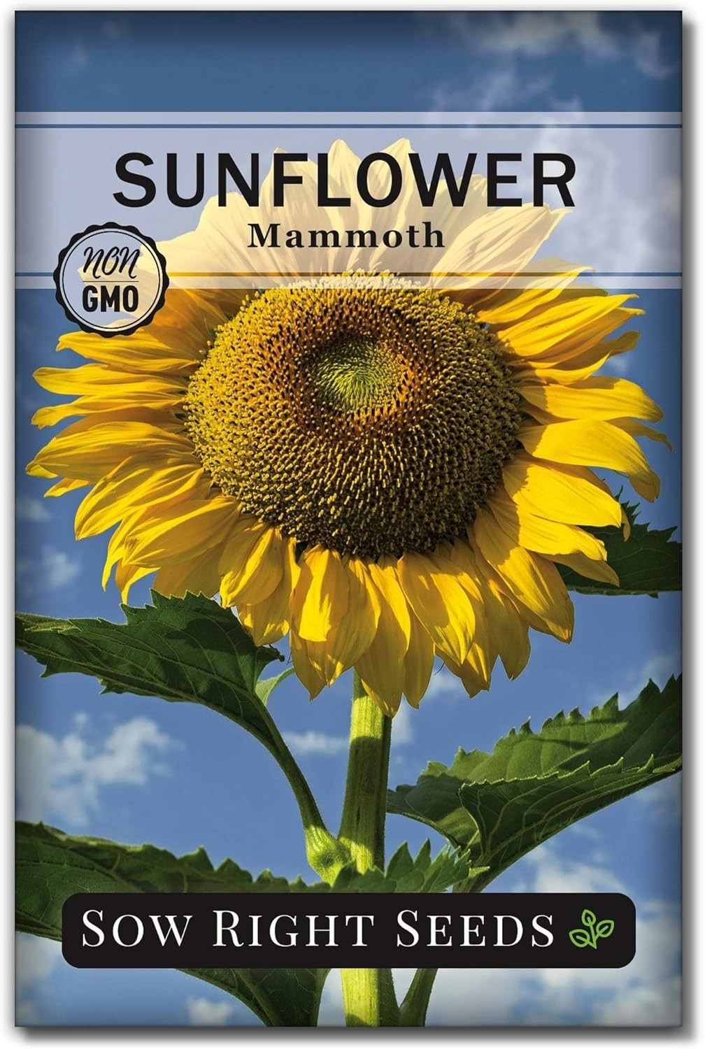 Mammoth Sunflower Seeds – High Germination Rate – Fragrant Outdoor Garden Blooms
