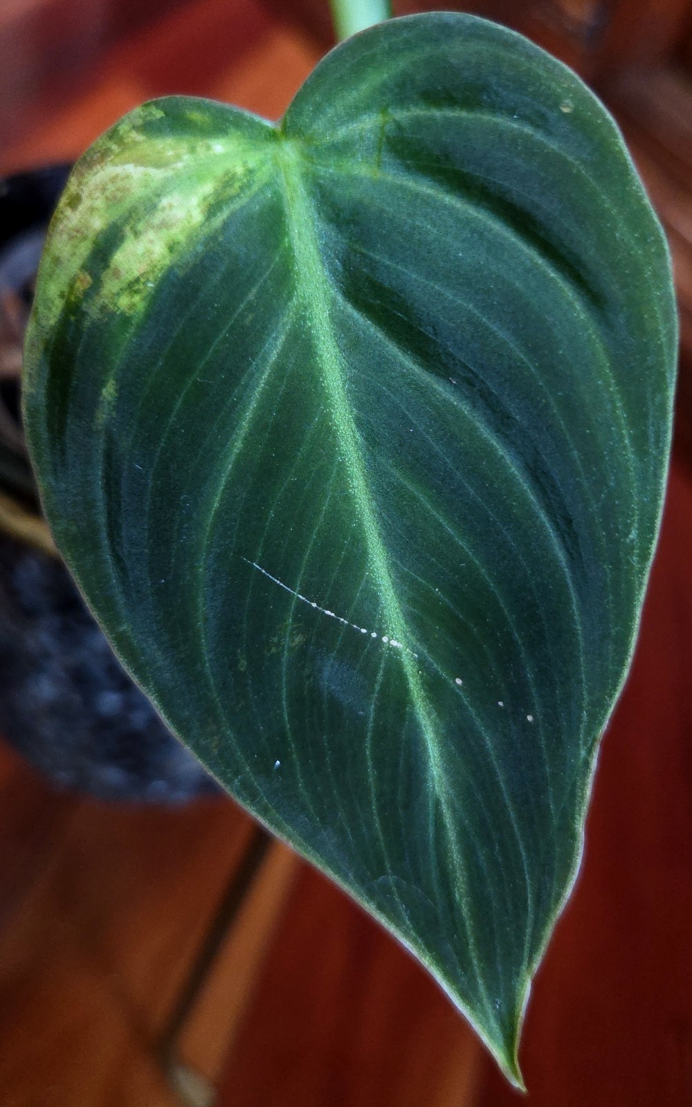 Rare Philodendron Variegated Melanochrysum 14″ Tall Not Anthurium Aroid Monstera
