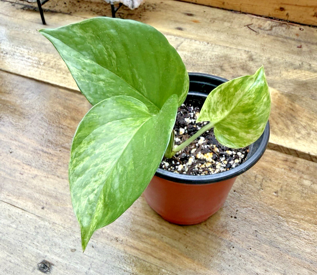 Marbled Queen Pothos Houseplant – Rooted in soil in 4 inch Pot