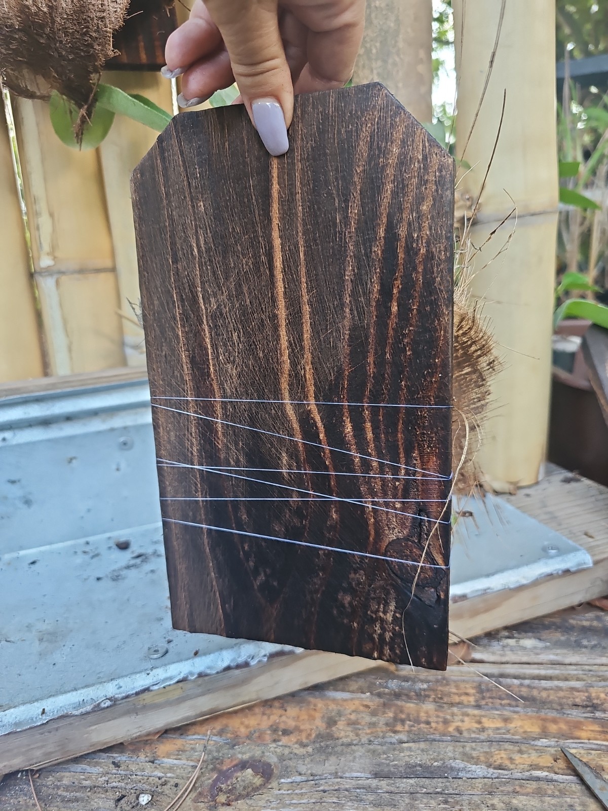 Hanging Staghorn Fern Platycerium bifurcatum Mounted On Wood