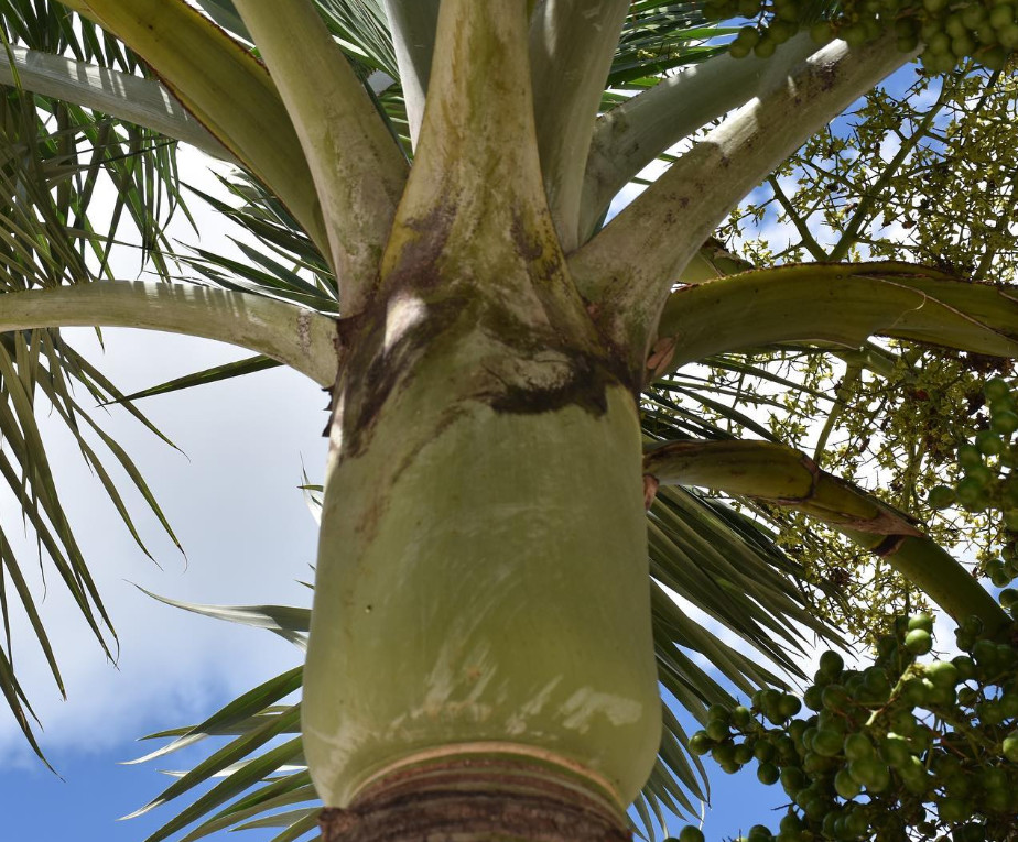 Live Buccaneer Palm Tree – 3 Gal Pot – Coastal Ornamental Palm – No Ship to CA