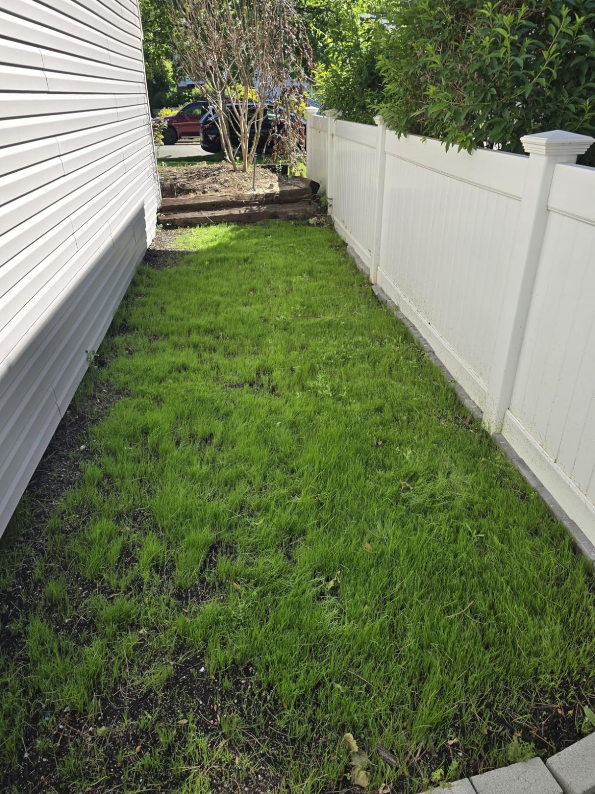 Kentucky 31 Tall Fescue Grass Seed, 40LB Lawn Pack