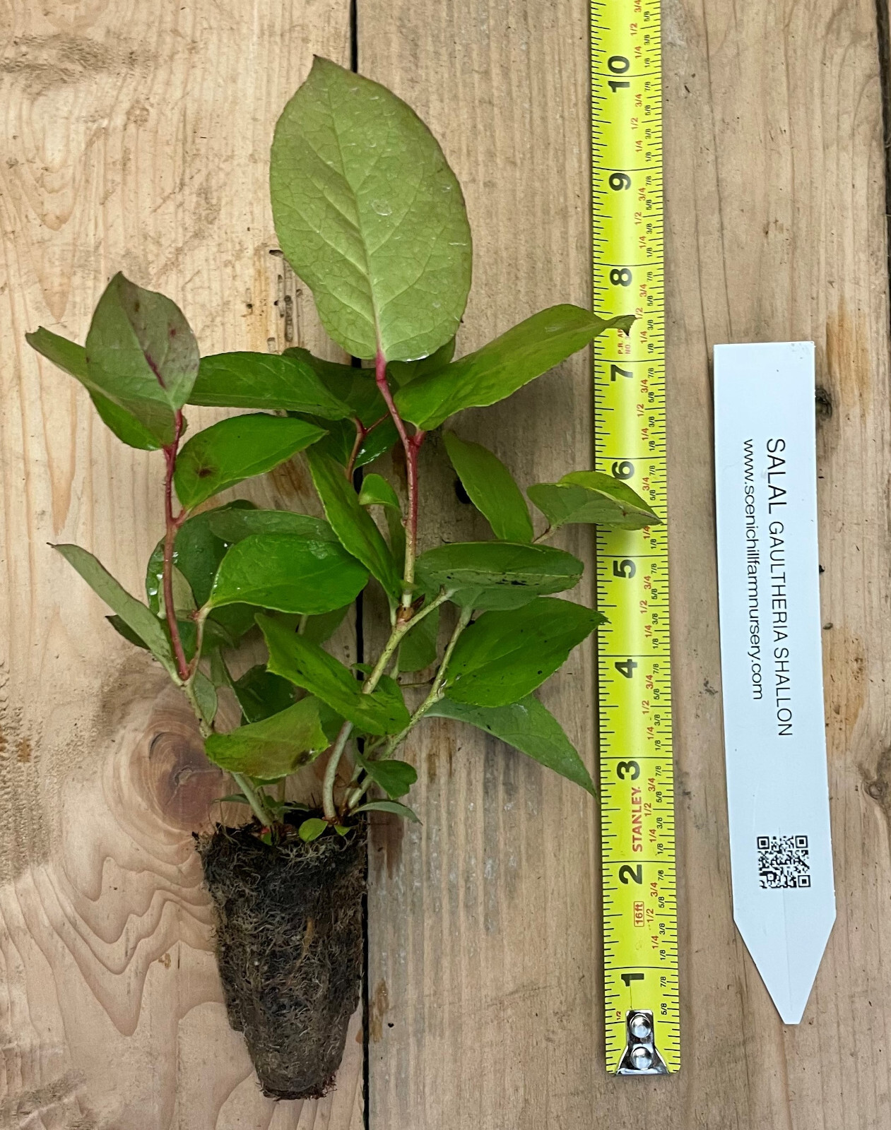 Salal Gaultheria shallon – Ground Cover, Erosion Control, Tasty Berries, Floral