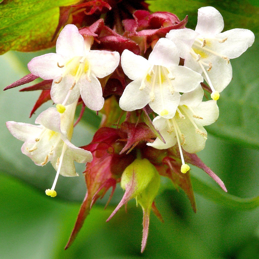 Leycesteria formosa Himalayan Honeysuckle 20 seeds