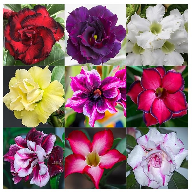 100 Desert Rose Seeds for Planting Mixed Color Ready Adenium Seeds, Natural