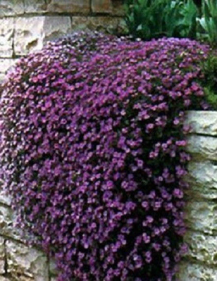 Rock Cress Seeds Cascading Purple 100 Aubrieta Seeds (PERENNIAL)