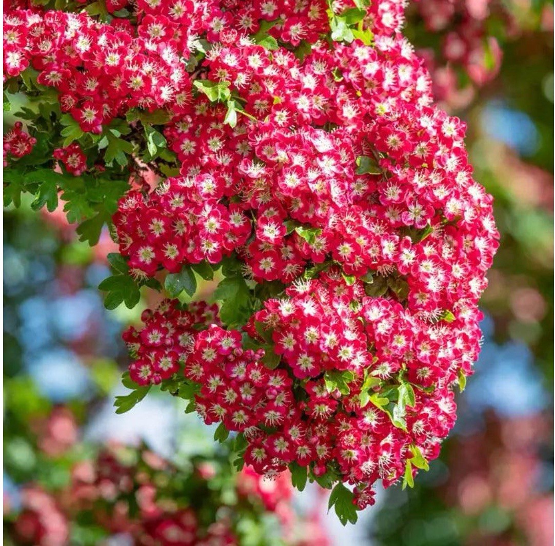 25-30″ tall Crimson Cloud Hawthorn 2 year old grafted plant, well rooted