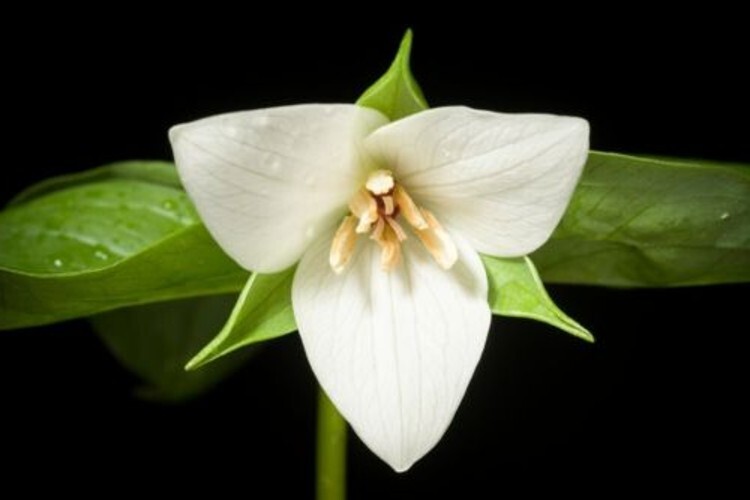 Trilliams Furroweds Erectums Barksdale’s Robin Wake Outdoors 5 Trillium Sulcatum