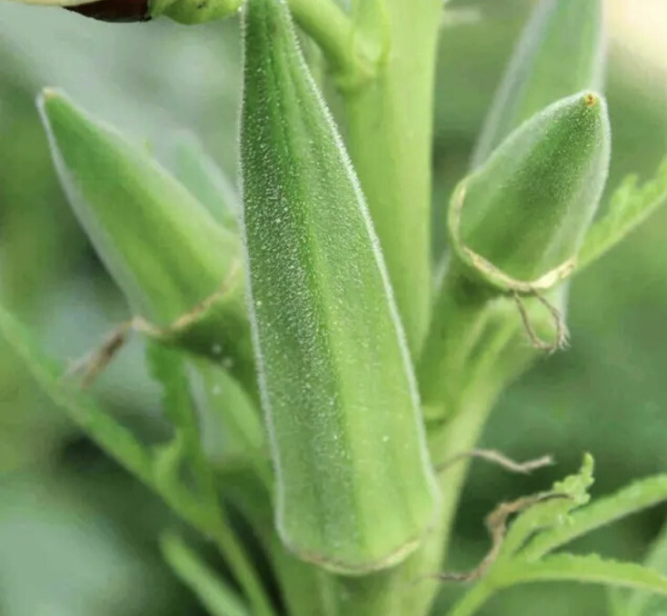 Clemson Spineless Okra Seeds – 50 SEEDS NON-GMO