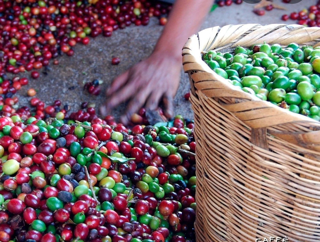 Mexican Coffee Bean Seeds (25) / Veracruz La Laja Honey / RARE / DELICIOUS