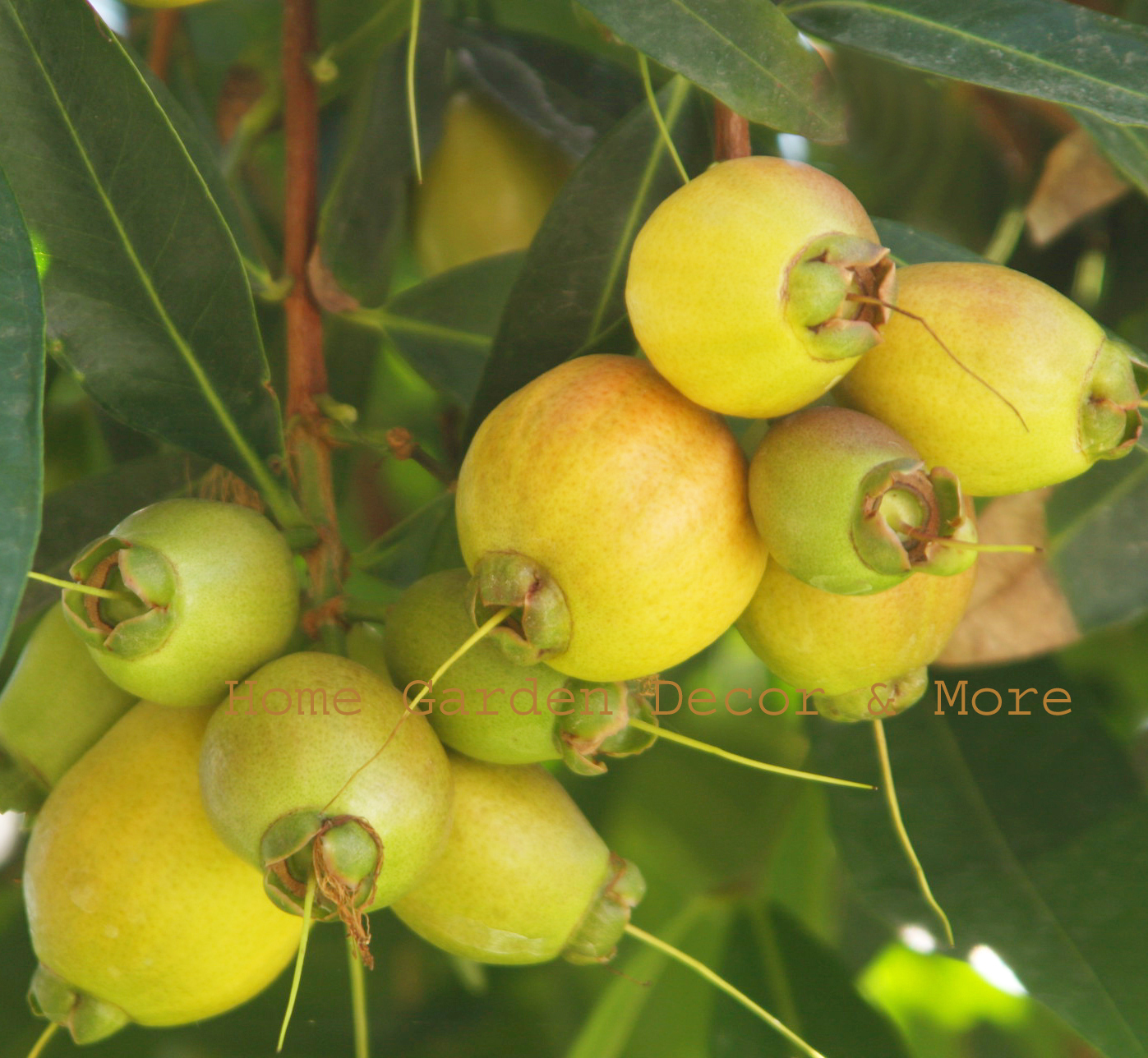 Golden ROSE APPLE Syzygium Jambos Tropical BIG Fruit Seedling Rooted Plant Tree