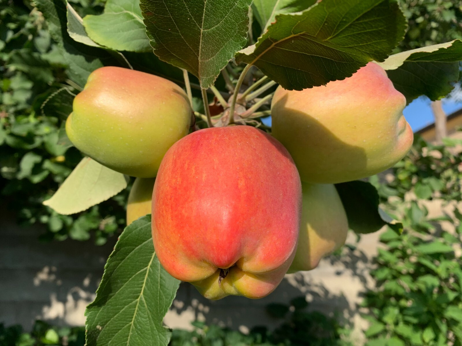 5 Anna Apple STICK CUTTINGS with BUD for GRAFTING or Planting
