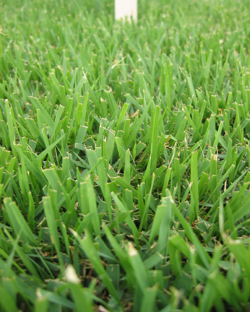 (On Backorder – Ships Feb 2025) SeedRanch Compadre Zoysia Grass Seed – 25 Lbs.
