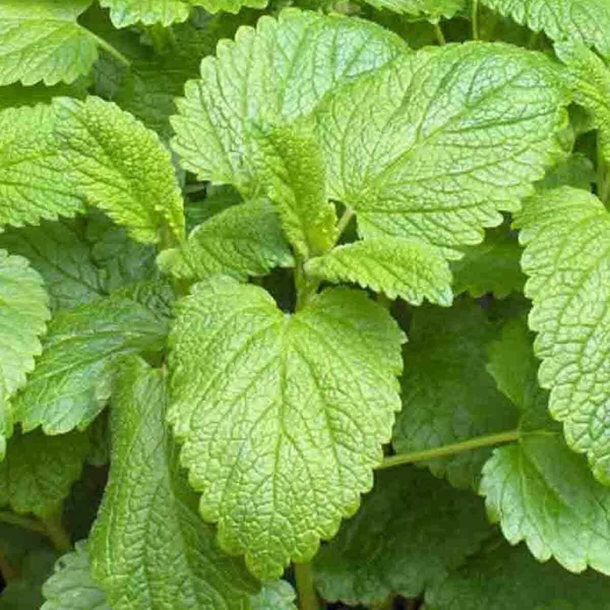 SCARBOROUGH SEEDS LEMON BALM 500 SEEDS PERENNIAL MOSQUITO INSECT REPELLENT HERB