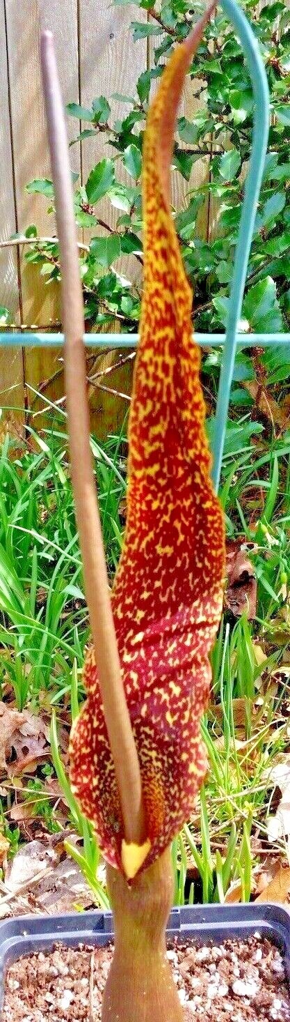 2 SAUROMATUM VENOSUM , Voodoo Lily (Amorphophallus, Arisaema)