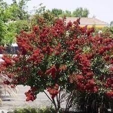 Crape Myrtle Dynamite Red | Extra Large 3 Gallon Plant | Vivid Red Blooms &…