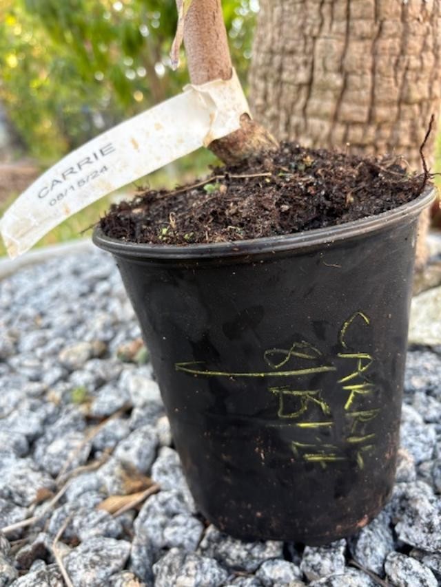 14 MO CARRIE MANGO TREE GRAFTED (MANGIFERA INDICA)