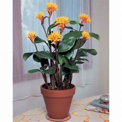 Golden Brush Dwarf Ginger – Burbidgea schizocheila- SMALL ROOTED STARTER Plant