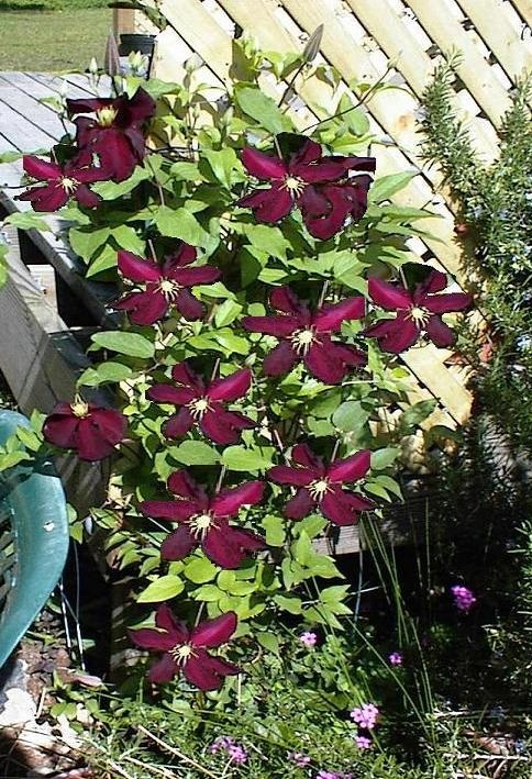 Clematis Vine*Red Wine Burgundy Perennial Vine*Very Pretty 25 Seeds USA Seller