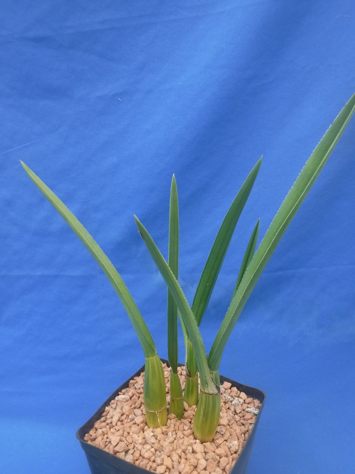 Eulophia petersii 5 Stems Amazng Flowr Desert Orchid Succulent Plant 12″ Tall W3