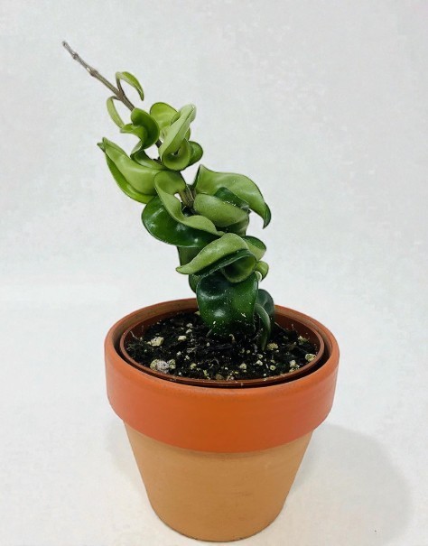 Hoya Hindu Rope Plant Live Indian Exotic Easy Grow Outdoor Flowering Clay Pot