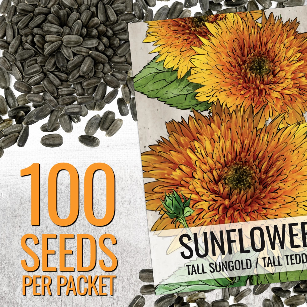Tall Sungold Sunflower Seeds For Planting (Helianthus annuus)