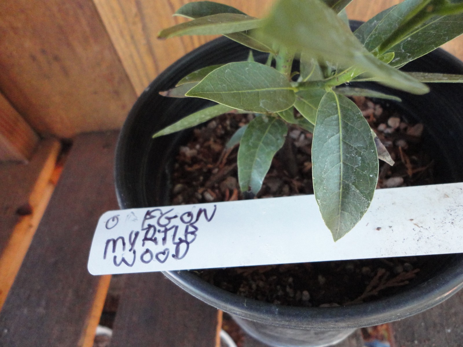 Oregon Myrtlewood Tree Pre-Bonsai Live Evergreen 3 Year Old Grower’s Choice