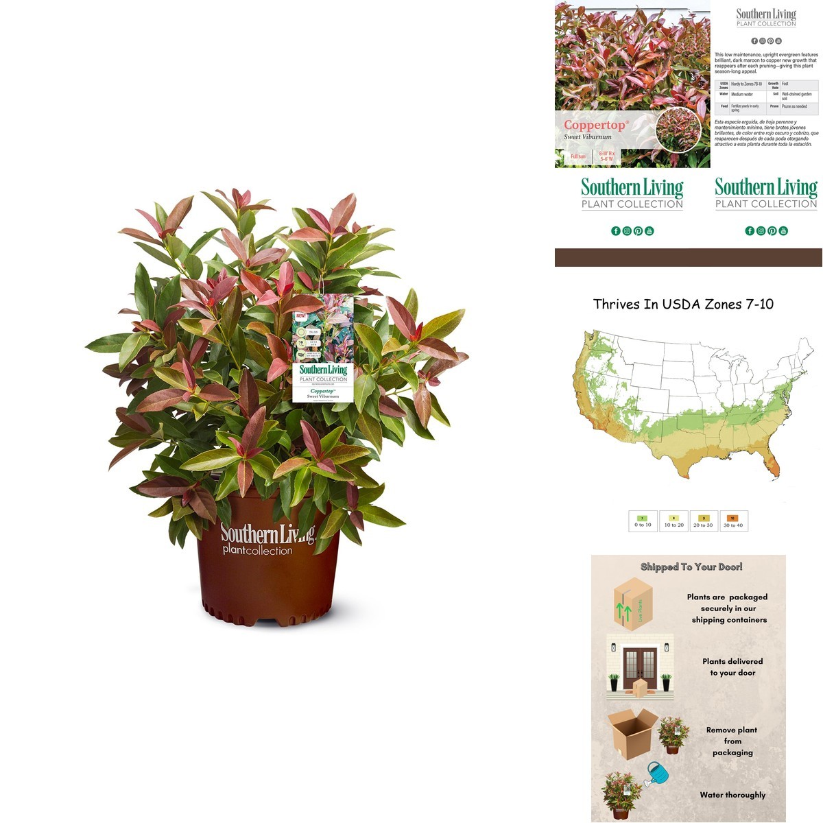 Southern Living 2 Gal. Copper Top Viburnum Shrub