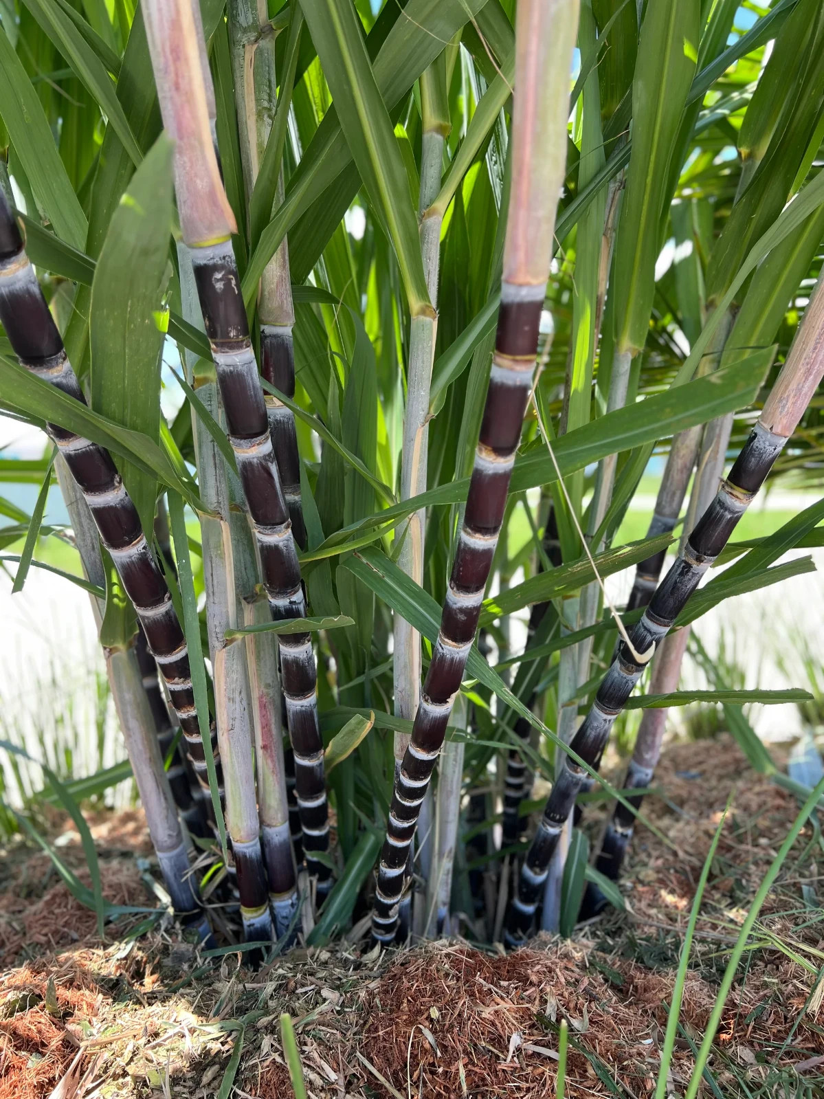 1 BIG SUPER SWEET Rare Organic Purple sugarcane plant well rooting