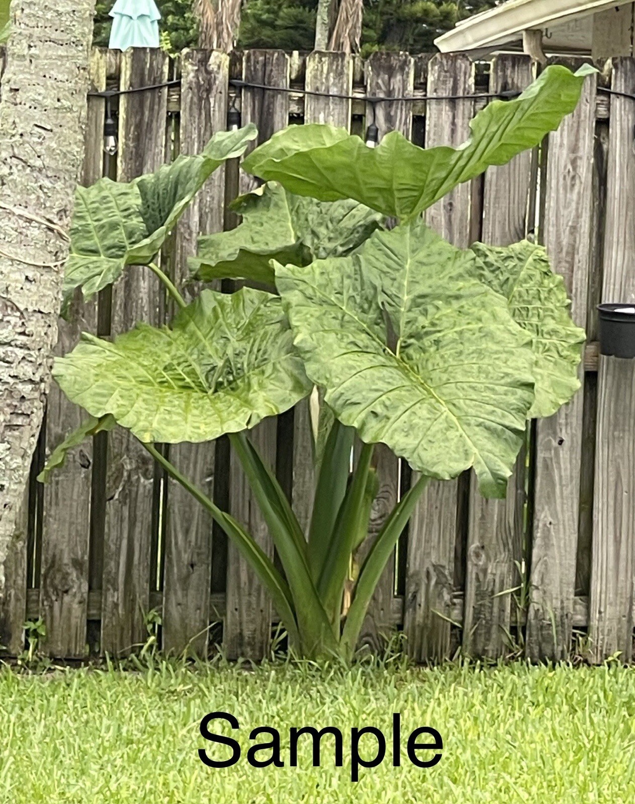 “Giant Taro” Colocasia Elephant Ear Plant 20 Bare Root Guaranteed Growth