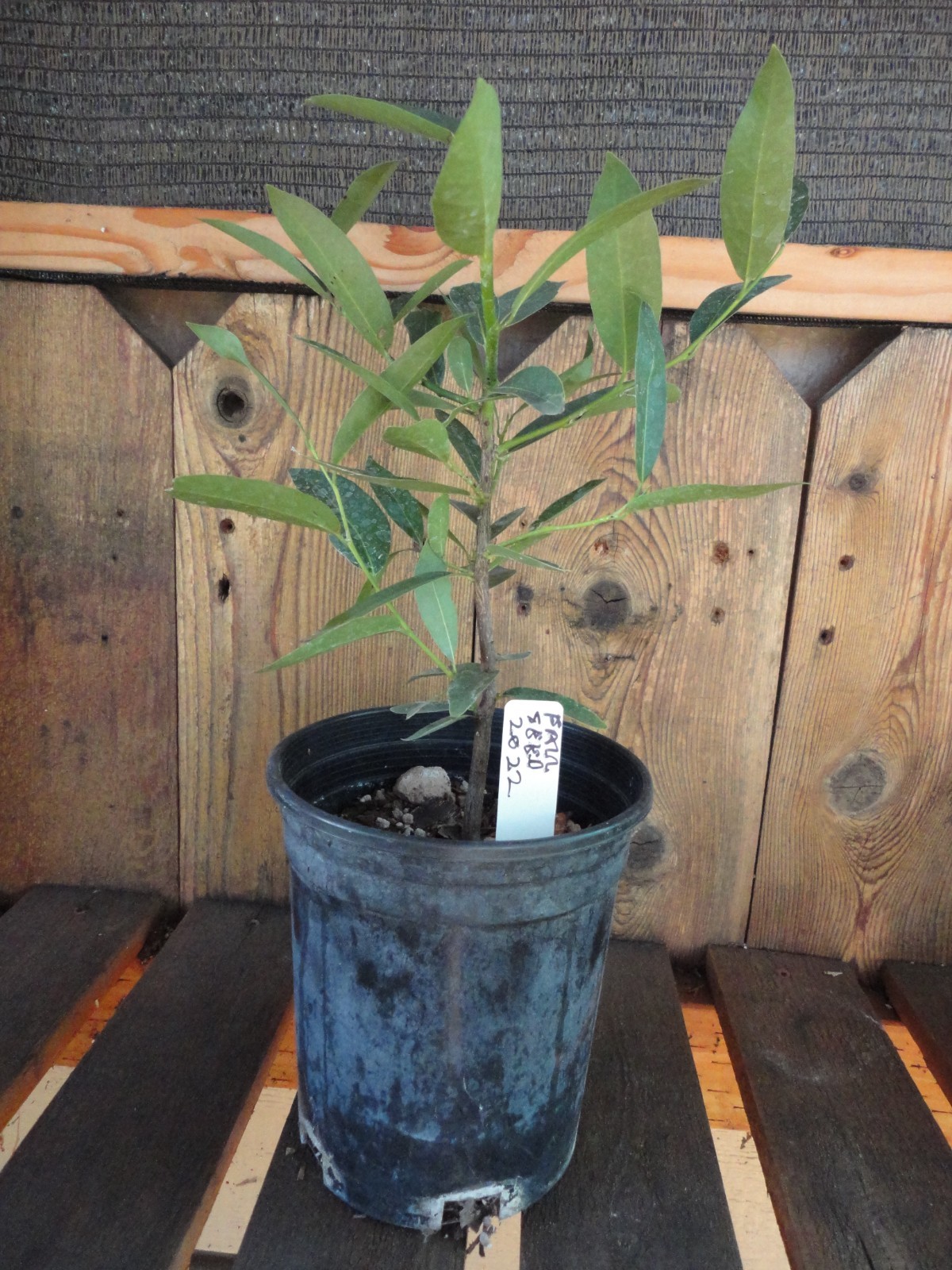Oregon Myrtlewood Tree Pre-Bonsai Live Evergreen 3 Year Old Grower’s Choice