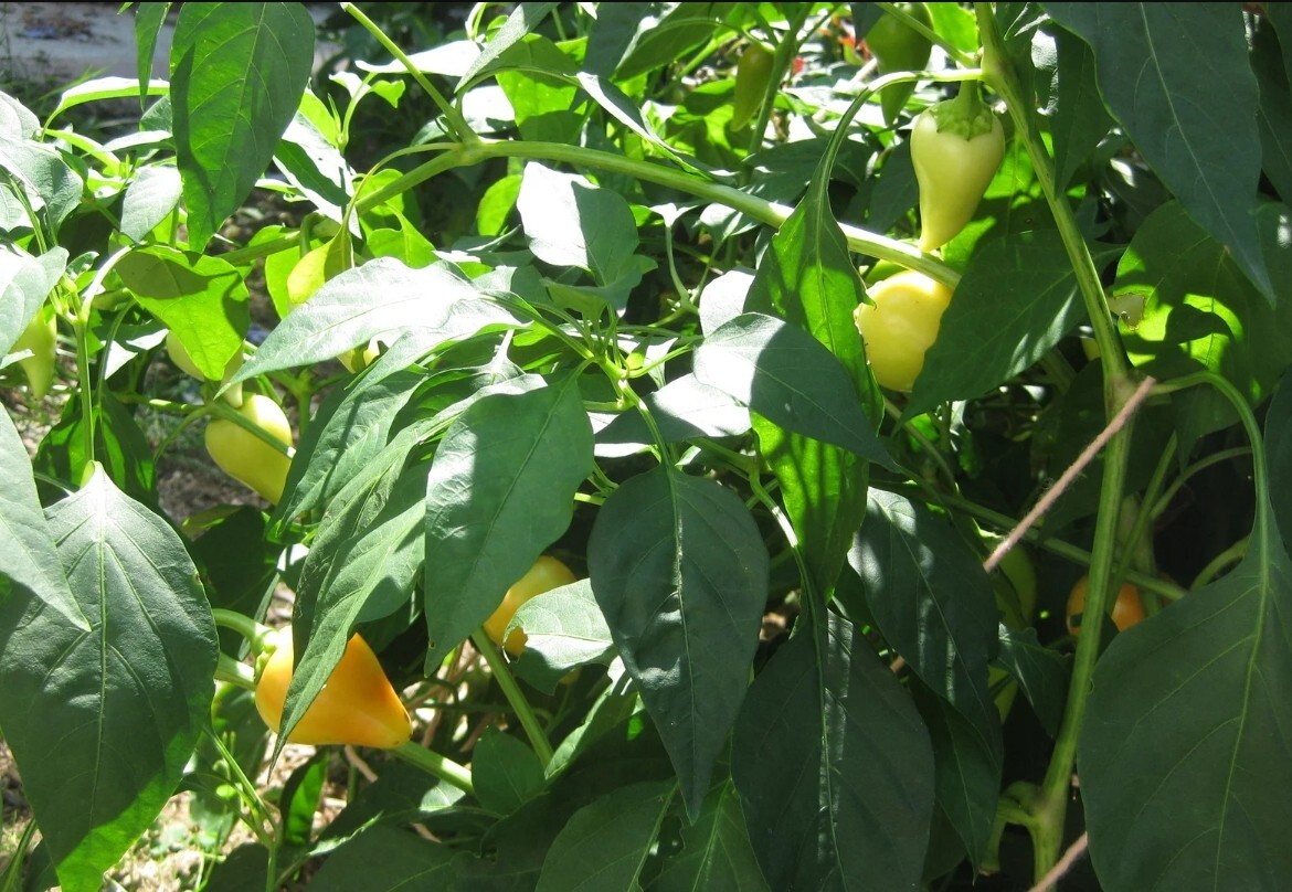 RARE✿ Macedonian Heirloom Kalugeritsa Hot Pepper 15+ Seeds ●Medium Heat