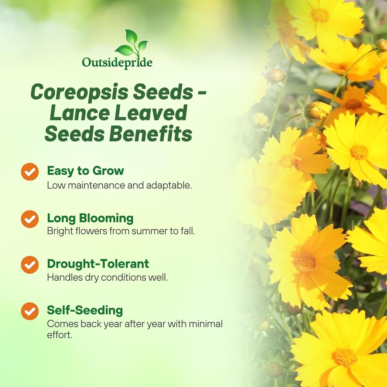 5 LBS Yellow Lanceleaf Coreopsis Wild Flower Seed For Planting | Tolerant
