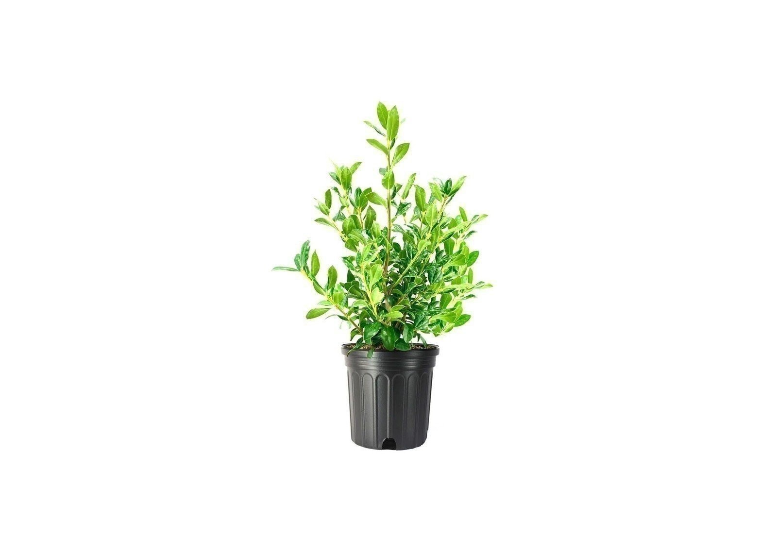 Ilex Needlepoint Chinese Holly | 1 Gallon | Ilex cornuta | Evergreen Privacy