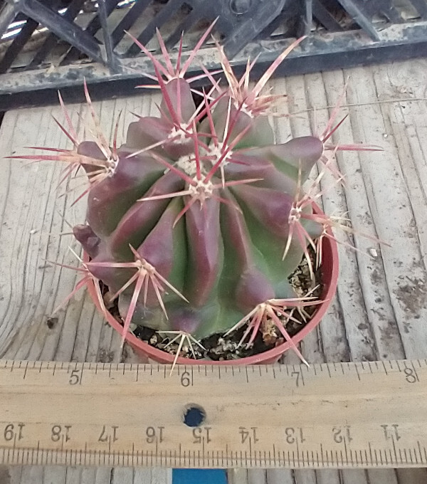 Ferocactus pilosus Red Spine Barrel Cactus Stainesii 60